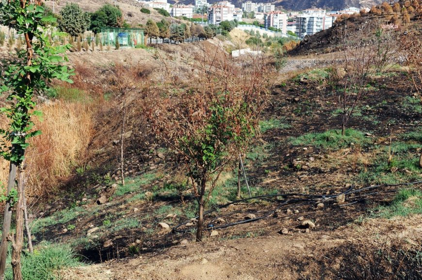 Karşıyaka'da yanan orman alanı yeniden yeşilleniyor