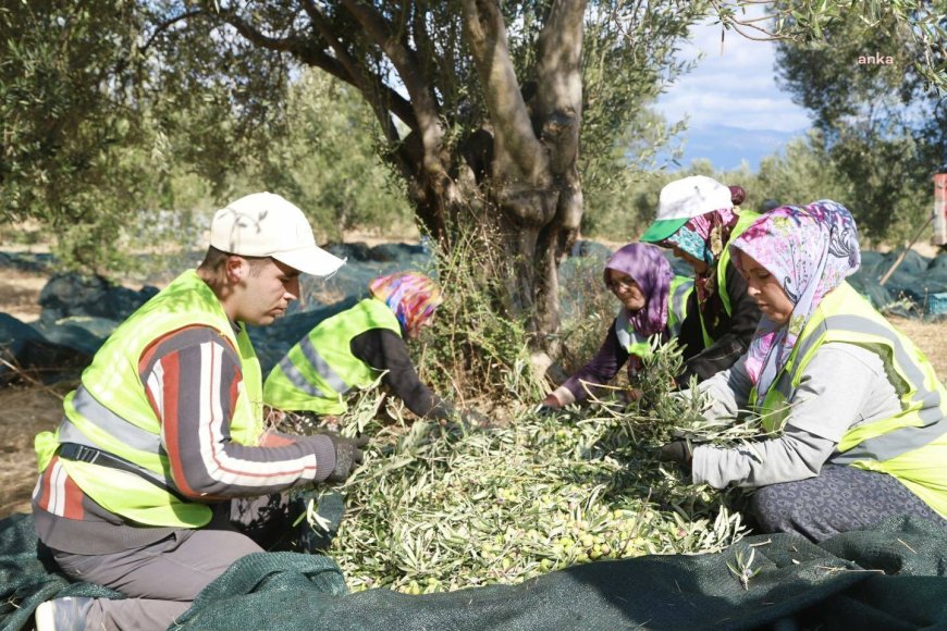 Burhaniye’de zeytin hasadı başladı