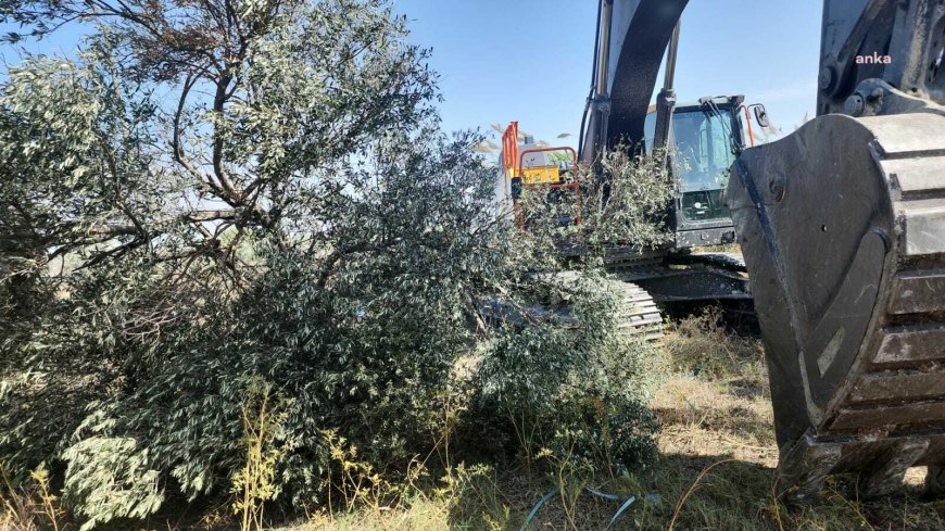 Hatay Defne'de kamulaştırma olmadan TOKİ’ye yol yapmak için zeytin ağaçlarının kesimi devam ediyor, vatandaşlar tepkili
