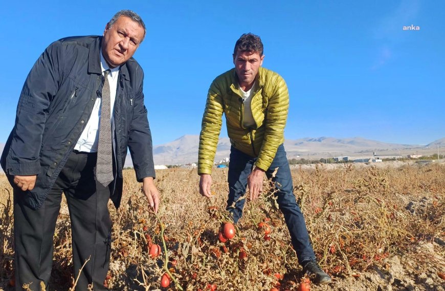 Ömer Fethi Gürer, domatesi tarlada kalan üreticin sorunlarını dinledi: ''Vicdanı olan bu manzara karşısında acı duyar''