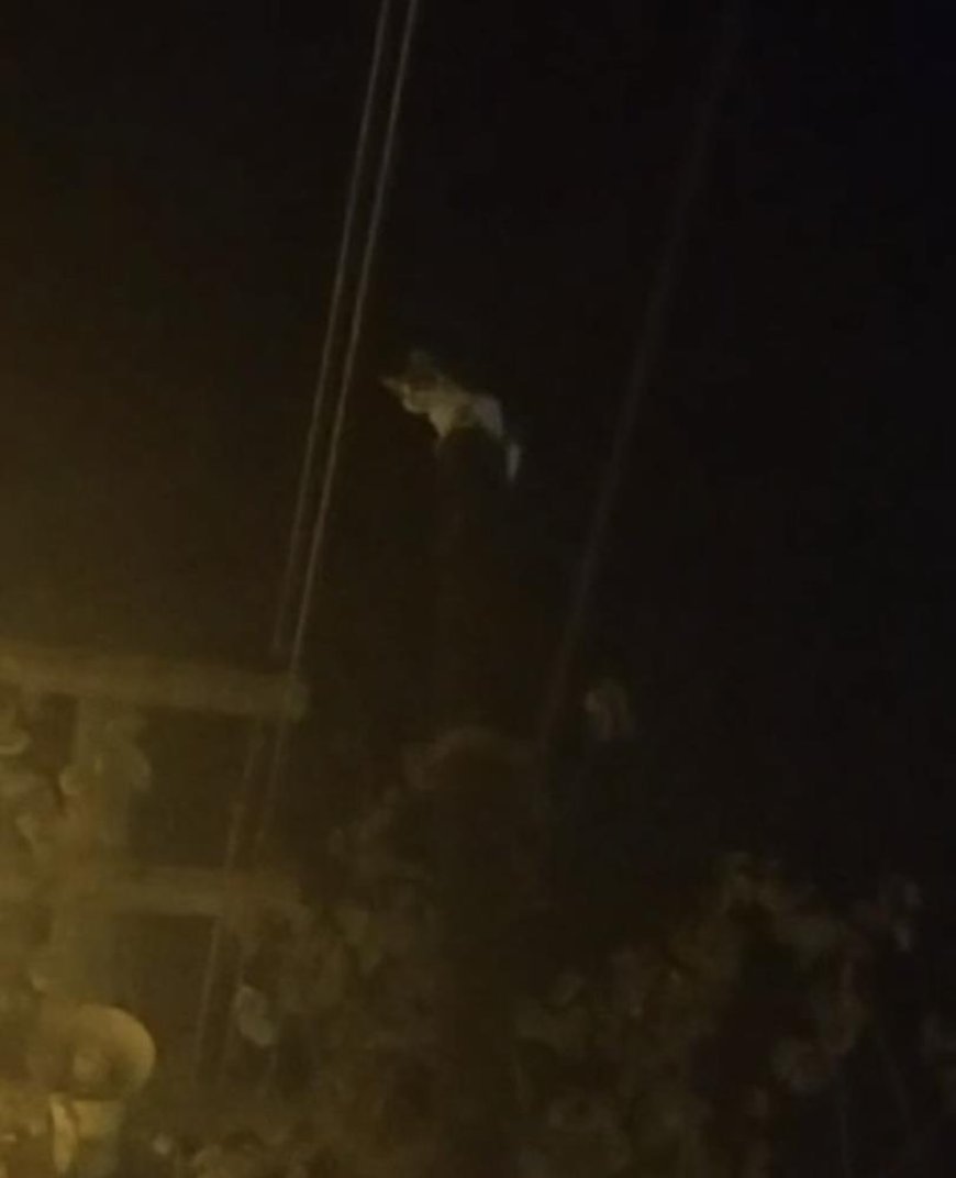 Kedi, telefon direğinde mahsur kaldı