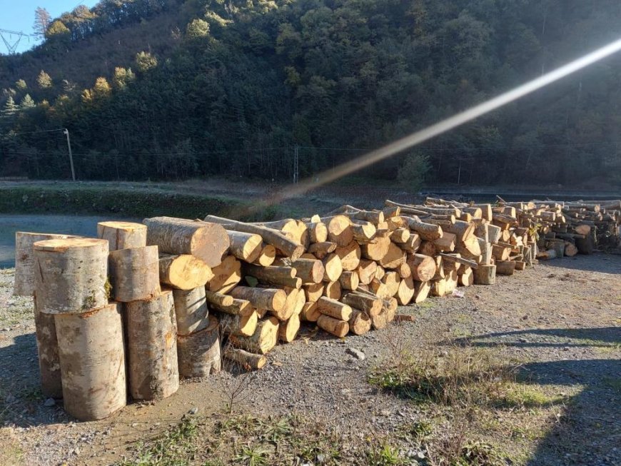 Artvin'de kooperatif başkanı eylemlerin yapıldığı alanda kaçak ağaç kesmekten gözaltına alındı