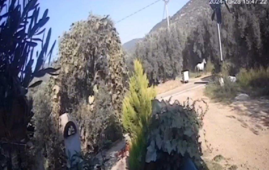 Erdek'te yola çıkan at kazaya sebep oldu
