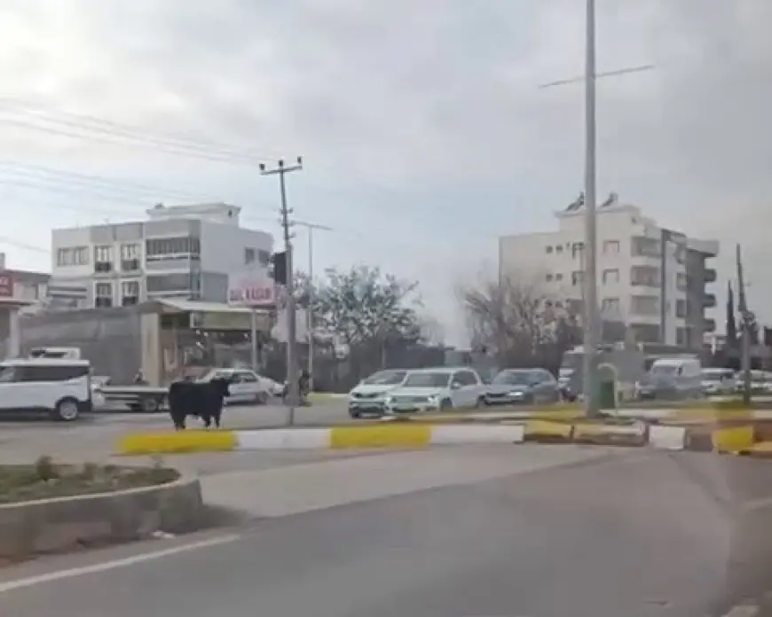 Kaçan inek trafiği bir birine kattı