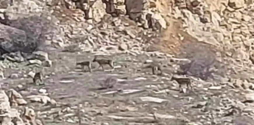 Malatya'da onlarca yaban keçisi sürü halinde görüntülendi