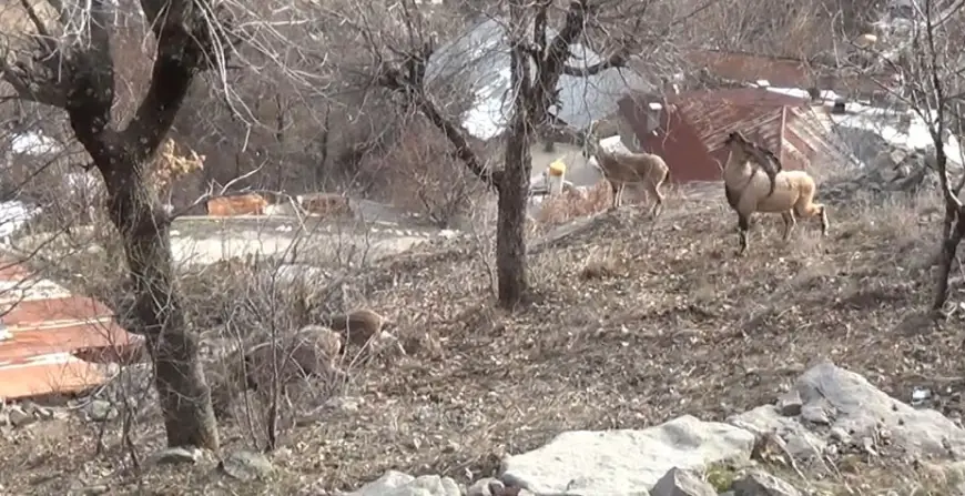 Tunceli'de, koruma altındaki yaban keçileri yerleşim yerlerine kadar indi