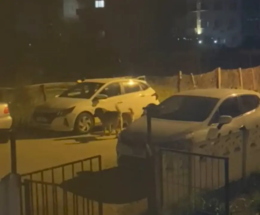 Yalova'da sokak köpekleri park halindeki otomobilleri paramparça etti