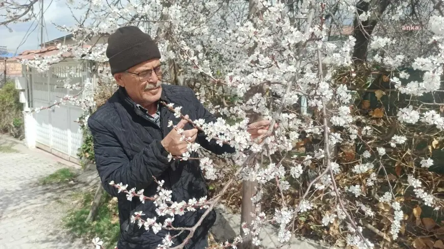Malatya'da soğuk hava alarmı: Balkanlardan gelen soğuk ve yağışlı hava, kayısıların çiçeklenme dönemini tehdit ediyor