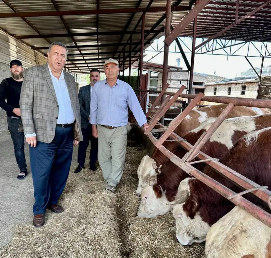 CHP'li Gürer: “Türkiye’nin Avrupa standartları ortalamalarında buzağı ölümlerini ve hayvan hastalıklarını önlemesi halinde hayvan ve et açığı sona erecek”