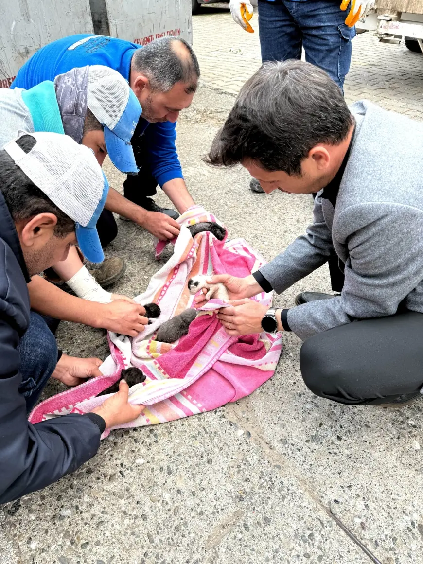 Marmaris’te çöpe atılan yavru kedileri, belediye işçilerinin dikkati kurtardı