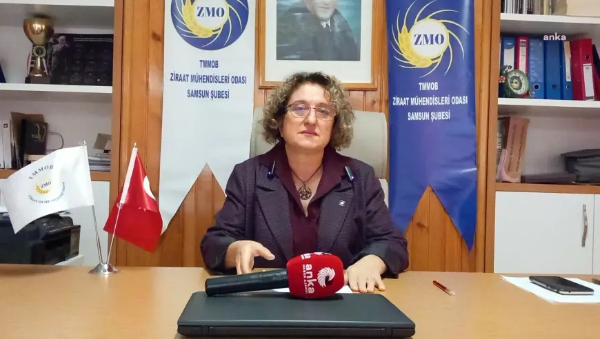ZMO Samsun Şube Başkanı Bayzat'tan zirai don açıklaması: "Fındıkta zararın yüzde 50’leri bulacağı öngörülüyor"