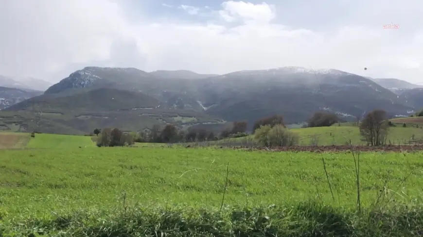 Amasya'da zirai don nedeniyle tarım ürünleri zarar gördü