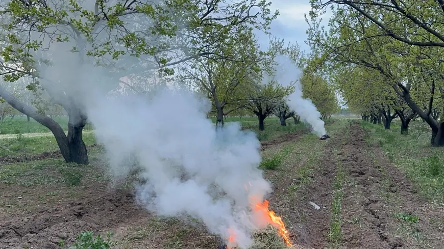Iğdır'da üreticiler zirai dona karşı kayısı bahçelerinde ateş yakıyor